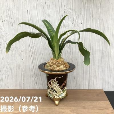 万年青鉢の商品一覧 通販 - Yahoo!ショッピング