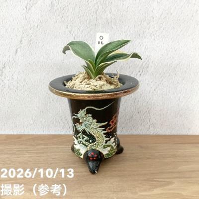 おもとのおすすめ人気ランキングTOP100 - Yahoo!ショッピング