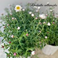 ハナカンザシ 花かんざし ヘリクリサム ローダンセ １株 花苗 ガーデニング 寄せ植え ドライフラワーに N Hanakanzashi イングの森 花 苗 育て方 通販 Yahoo ショッピング