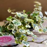 ヘデラ 雪ほたる 9cmポット アイビー 斑入りヘデラ 観葉植物 インテリア おしゃれ 登録品種 フラワーネット日本花キ流通 通販 Yahoo ショッピング