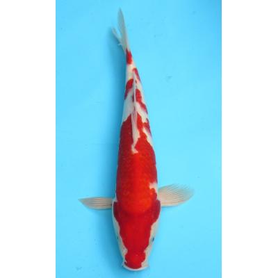 錦鯉大正三色（熱帯魚、アクアリウム用品） | ペット用品、生き物 の