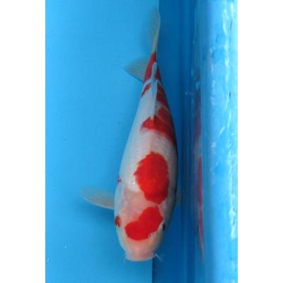 錦鯉 紅白のおすすめ人気商品一覧 通販 - Yahoo!ショッピング
