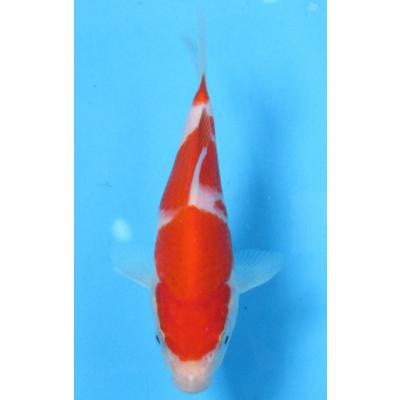 錦鯉 紅白の商品一覧 通販 - Yahoo!ショッピング