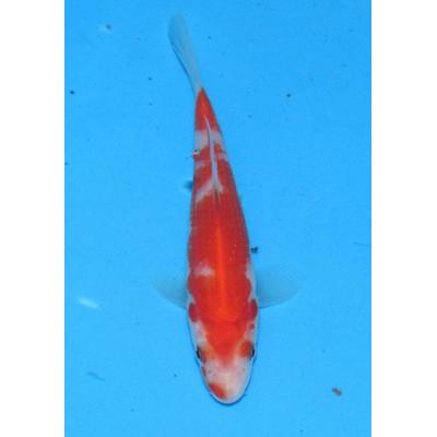 アキカン ヤフー店 - 生体｜Yahoo!ショッピング