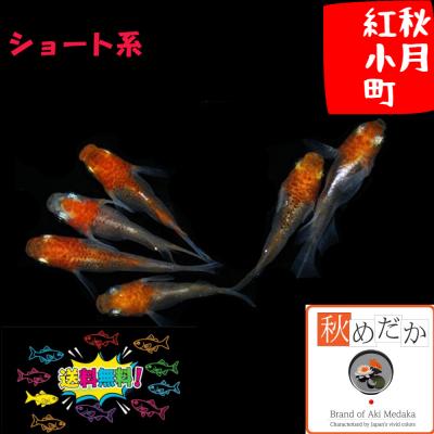 紅白メダカのおすすめ人気商品一覧 通販 - Yahoo!ショッピング