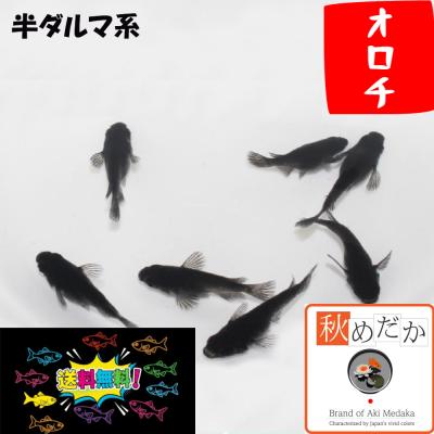 メダカの商品一覧 通販 - Yahoo!ショッピング