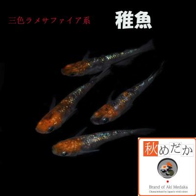 メダカの商品一覧 通販 - Yahoo!ショッピング