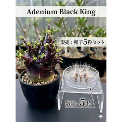 アデニウム ドワーフ（花、ガーデニング）のおすすめ人気商品一覧 通販