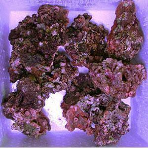 アマゾネスヤフー店 - 海水魚・サンゴ生体・ライブロック｜Yahoo