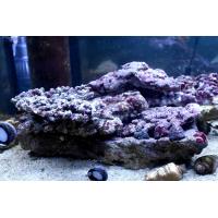 ライブロック Aグレード 石灰藻付き 5ｋｇ Liverocka5 お魚倉庫 通販 Yahoo ショッピング