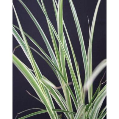 すすき（苗） | 花、ガーデニング のおすすめ人気商品一覧 通販