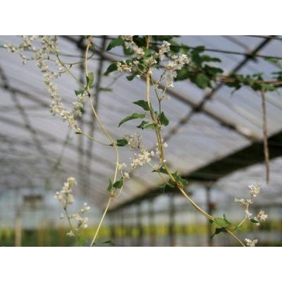 落葉低木 白花（落葉樹の植木、庭木）｜苗木、植木 | 花、ガーデニング