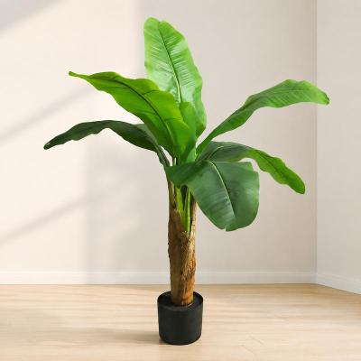 バナナの木（花、ガーデニング）の商品一覧 通販 - Yahoo!ショッピング