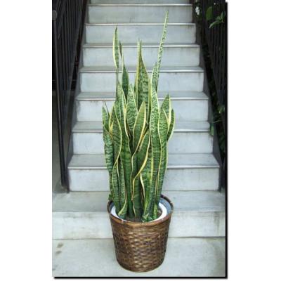 サンスベリア 大型　観葉植物　鉢カバー付き　専用 サンスベリア 大型 | 観葉植物通販HitoHana(ひとはな)