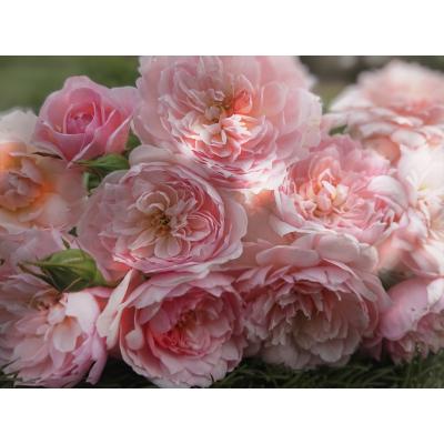 Apple Roses - Apple Roses オリジナル品種|Yahoo!ショッピング Apple Roses - Apple Roses オリジナル品種|Yahoo!ショッピング