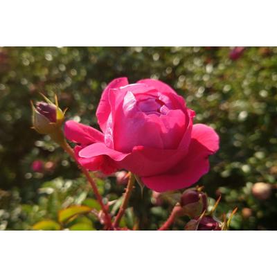 Apple Roses - Apple Roses オリジナル品種|Yahoo!ショッピング Apple Roses - Apple Roses オリジナル品種|Yahoo!ショッピング