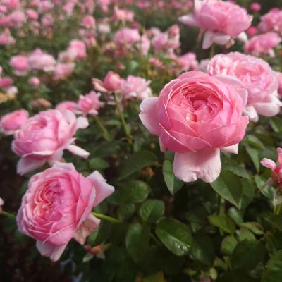 Apple Roses - 【予約販売】新苗｜Yahoo!ショッピング