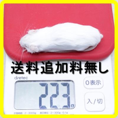 冷凍マウス リタイアのおすすめ人気商品一覧 通販 - Yahoo!ショッピング