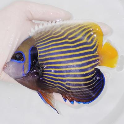 アクアギフト - 小型ヤッコ｜Yahoo!ショッピング