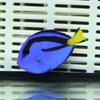 ナンヨウハギ Sサイズ 4-5cm±!ヒレスレ欠けあり  ハギ 海水魚 餌付け(t119