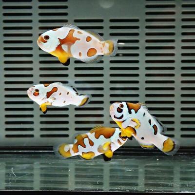 アクアギフト - クマノミ|Yahoo!ショッピング アクアギフト - クマノミ|Yahoo!ショッピング