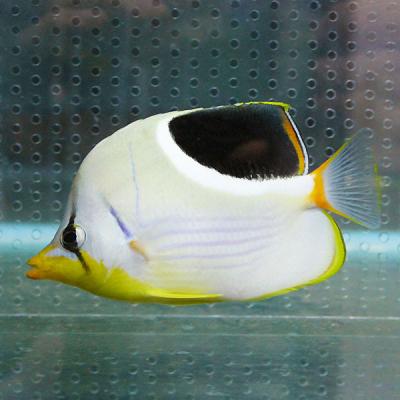 アクアギフト - チョウチョウウオ｜Yahoo!ショッピング