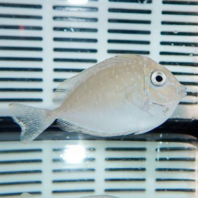 アクアギフト - ハギ｜Yahoo!ショッピング