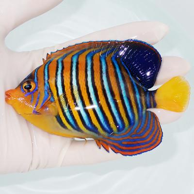 アクアギフト - 海水魚（生体）｜Yahoo!ショッピング