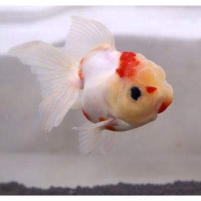 東錦（熱帯魚、アクアリウム用品） | ペット用品、生き物 のおすすめ