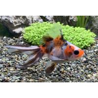 金魚 ランキングtop11 人気売れ筋ランキング Yahoo ショッピング