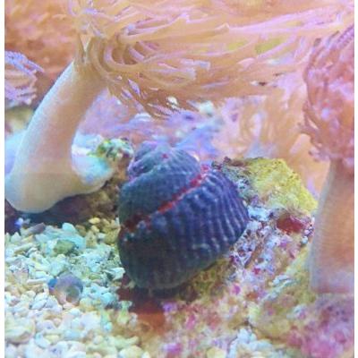 60cm水槽セット（海水魚、サンゴ、水生生物）｜観賞魚生体｜熱帯魚