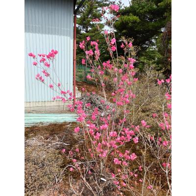 ゲンカイツツジ（落葉樹の植木、庭木）｜苗木、植木 | 花