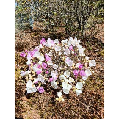 ゲンカイツツジ（落葉樹の植木、庭木）｜苗木、植木 | 花