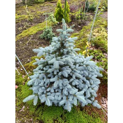 プンゲンストウヒ ホプシー（苗木、植木） | 花、ガーデニング の商品
