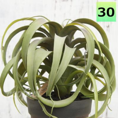 エアプランツ キセログラフィカのおすすめ人気商品一覧 通販 - Yahoo