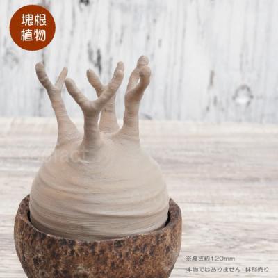 エリア27 - 多肉植物 塊根植物 フィギュア｜Yahoo!ショッピング