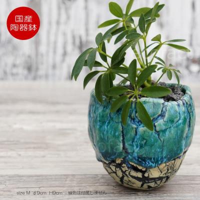 植木鉢陶芸陶器多肉塊根観葉植物アガベサボテン アガベ 観葉植物（Saboten）のおすすめ人気商品一覧 通販