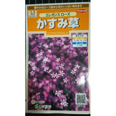 種、種子（花種類：かすみ草）｜花、ガーデニング おすすめ人気商品