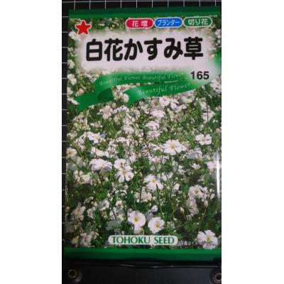 種、種子（花種類：かすみ草）｜花、ガーデニング おすすめ人気商品