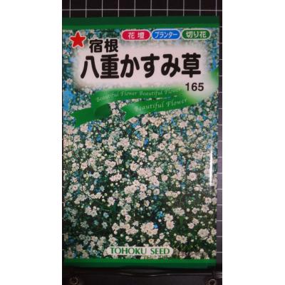 宿根かすみ草のおすすめ人気商品一覧 通販 - Yahoo!ショッピング