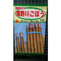 ３袋以上でクーポン割引 滝野川 ごぼう 牛蒡 滝の川 種 郵便は送料無料 | きのくに種苗店