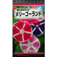 ３袋以上でクーポン割引 曜白 系 あさがお メリーゴーランド 朝顔 種 郵便は送料無料 | きのくに種苗店