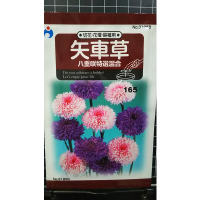 信州産ニゲラ・矢車草・おまけの金梅草 矢車草のおすすめ人気