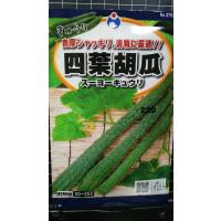 ３袋以上でクーポン割引 四葉 スーヨー 胡瓜 キューリ キュウリ 種 郵便は送料無料 | きのくに種苗店