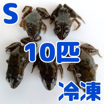 冷凍爬虫類・両生類の餌 まとめて 冷凍 カエル 餌（爬虫類、両生類のエサ）｜爬虫類、両生類用品