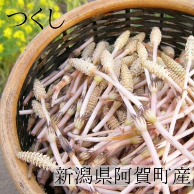 土筆の商品一覧 通販 - Yahoo!ショッピング 土筆の商品一覧 通販 - Yahoo!ショッピング
