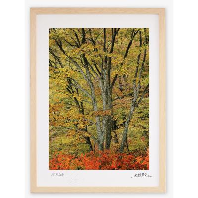 お勧め油彩肉筆秋の森林白樺風景画大型横長額縁紅葉インテリアア-ト
