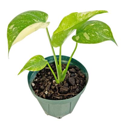 植物 斑入りモンステラの商品一覧 通販 - Yahoo!ショッピング 植物 斑入りモンステラの商品一覧 通販 - Yahoo!ショッピング