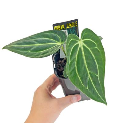 djsb.1418 超希少❗️原種アンスリウムレガレ 新葉展開中✨️ djsb.1418様専用 超希少❗️原種アンスリウムレガレ 新葉展開中