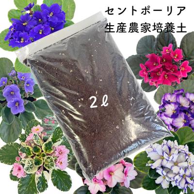 セントポーリア（園芸用品） | 花、ガーデニング の商品一覧 通販